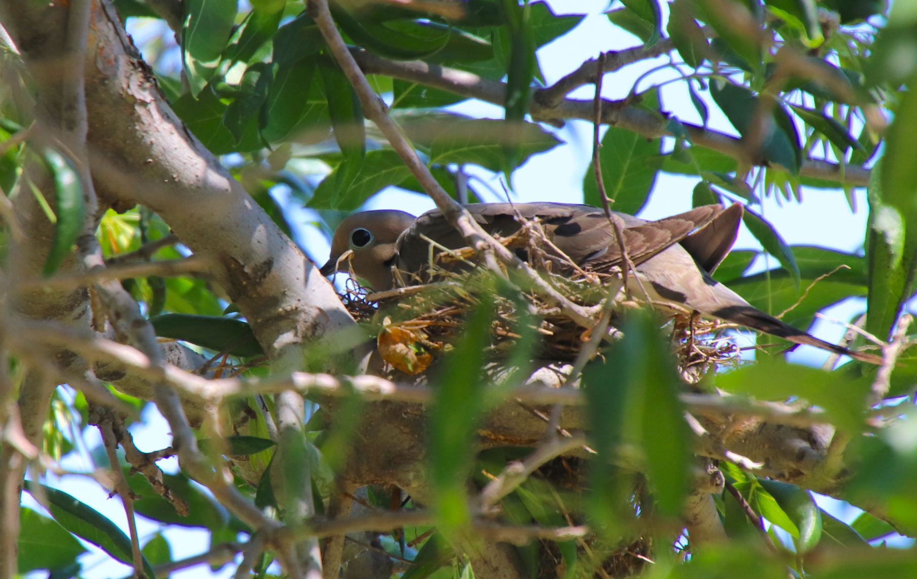 Mother Dove